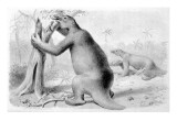 Megatherium Americanum Great Ground Sloth of South America