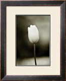 Buy Early Morning Tulip at AllPosters.com