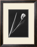 Buy Tulip at AllPosters.com