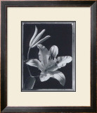 Buy Iris at AllPosters.com