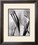 Buy Tulips on Ice at AllPosters.com