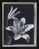Buy Iris at AllPosters.com