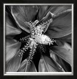 Buy Pollinator at AllPosters.com