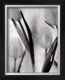 Buy Tulips on Ice at AllPosters.com