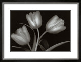 Buy Tulips at AllPosters.com