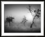 Baume im Nebel II