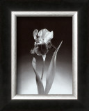 Buy Iris at AllPosters.com