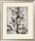 Buy Glass Petals at AllPosters.com