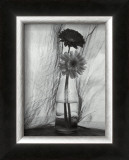 Buy Gerbera Daisies at AllPosters.com