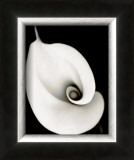 Calla