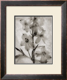 Buy Glass Petals at AllPosters.com