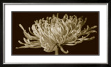 Mammoth Mums II