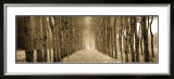 The Shimmering Forest