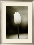 Buy Early Morning Tulip at AllPosters.com