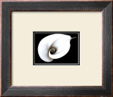 Calla