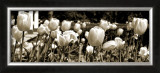 Buy Tulips in the Breeze I at AllPosters.com