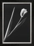 Buy Tulip at AllPosters.com