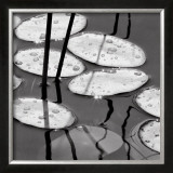 Lily Pads, Sunrise