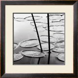 Buy Lily Pads, Dusk at AllPosters.com