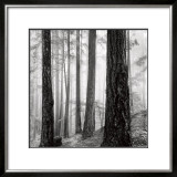 Buy Capilano Forest at AllPosters.com