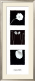 Buy Black and White at AllPosters.com
