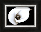 Calla