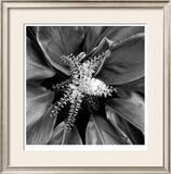 Buy Pollinator at AllPosters.com