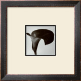 Buy Black Arum II at AllPosters.com