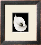 Calla