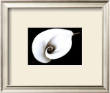 Calla