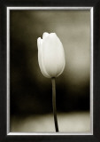 Buy Early Morning Tulip at AllPosters.com