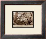 Buy Arboretum Gardens at AllPosters.com