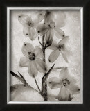 Buy Glass Petals at AllPosters.com