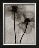 Buy Facing the Sun at AllPosters.com