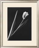 Buy Tulip at AllPosters.com