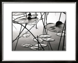 Lily Pads at Dusk