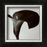 Buy Black Arum II at AllPosters.com