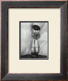Buy Gerbera Daisies at AllPosters.com