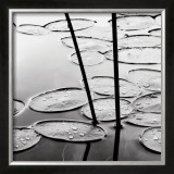 Buy Lily Pads, Dusk at AllPosters.com