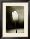 Buy Early Morning Tulip at AllPosters.com