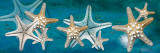 Buy Starfish at AllPosters.com