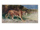 Smilodon also known as Machaerodos - a Sabre-Tooth Cat