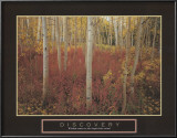 Buy Discovery: Aspen Trees at AllPosters.com