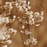 Buy Cherry Blossom at AllPosters.com