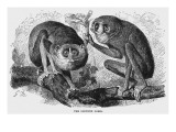 Slender Loris