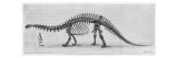 Skeleton of Apatosaurus Found in the Rocky Mountains