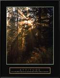 Buy Attitude: Forest Light at AllPosters.com