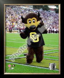 University of Colorado Buffaloes Mascot 2004