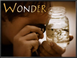 Wonder