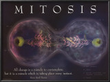 Buy Mitosis at AllPosters.com